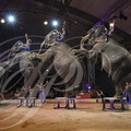 NOËL EN CIRQUE 2014 à Valence d'Agen : FAMILLE GARTNER et leurs éléphantes (France)