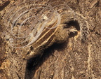 ÉCUREUIL PALMISTE (Funambulus pennanti) - Inde 