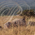 ÉLÉPHANT d'ASIE (Elephas maximus) - parc national de Corbett (Inde) 