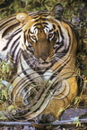 TIGRE INDIEN (Panthera tigris tigris)   