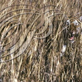 TIGRE INDIEN (Panthera tigris tigris) - camouflage dans les hautes herbes (parc de Ranthambor - Inde) 