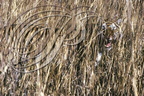 TIGRE INDIEN (Panthera tigris tigris) - camouflage dans les hautes herbes (parc de Ranthambor - Inde) 