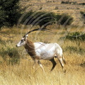 ORYX ALGAZELLE ou ORYX BLANC (Oryx dammah)  