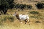 ORYX ALGAZELLE ou ORYX BLANC (Oryx dammah)  