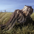 BUFFLE ABRICAIN (Syncerus caffer) - crâne dans la Réserve de MASAÏ MARA (Kenya) 