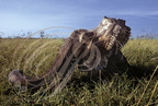BUFFLE ABRICAIN (Syncerus caffer) - crâne dans la Réserve de MASAÏ MARA (Kenya) 
