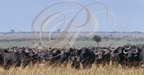 BUFFLE AFRICAIN (Syncerus caffer) en migration dans la réserve de MASAÏ MARA (Kenya)