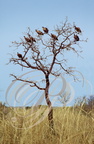 VAUTOURS AFRICAINS (Gyps africanus) -  réserve de MASAÏ MARA (Kenya)