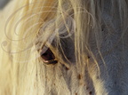 CHEVAUX - HORSES - CABALLOS - Equus caballus