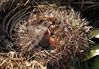 HÉRISSON  d'EUROPE  - Hedgehog - Erizo - Erinaceus europaeus