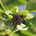 KAKI ou PLAQUEMINIER (Diospyros kaki) - fleur