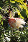 CIERGE À GRANDES FLEURS (Selenicereus grandiflorus) - floraison