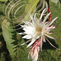 CIERGE À GRANDES FLEURS (Selenicereus grandiflorus) - floraison
