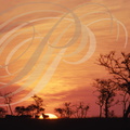 Réserve de MASAÏ MARA (Kenya) - lever de soleil