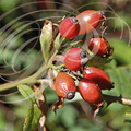 ÉGLANTIER (Rosa canina) -  fruits : CYNORRHODONS 