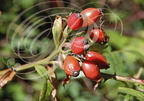 ÉGLANTIER (Rosa canina) -  fruits : CYNORRHODONS 