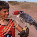 ENFANT et FAUCON PÉLERIN d'AFRIQUE du NORD (fauconnerie au Maroc)