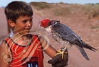 ENFANT et FAUCON PÉLERIN d'AFRIQUE du NORD (fauconnerie au Maroc)