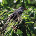 CHOUCAS DES TOURS (Coloeus monedula ou Corvus monedula) - mâle adulte mangeant des cerises