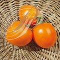 TOMATES (Solanum lycopersicum) - variété "Cœur de bœuf jaune"