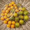 TOMATES (Solanum lycopersicum) - variétés : "Clementine" et "Raisin vert"