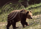 Ours brun - Brown bear - Oso pardo - Ursus arctos
