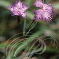 OEILLET DE MONTPELLIER (Dianthus monspessulanus)
