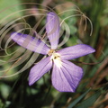 VIOLETTE CORNUE (Viola cornuta)