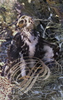 AIGLE ROYAL (Aquila chrysaetos) -  jeune au nid