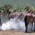 CHINE (MONGOLIE INTÉRIEURE) - Grand Khingan : enfumage des chevaux pour éloigner les mouches