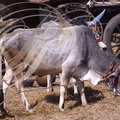 INDE (Madhya Pradesh) - KHAJURAHO : ZÉBUS (Bos taurus indicus) : vaches sacrées aux cornes peintes 