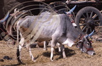 INDE (Madhya Pradesh) - KHAJURAHO : ZÉBUS (Bos taurus indicus) : vaches sacrées aux cornes peintes 