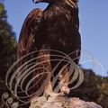 AIGLE ROYAL (Aquila chrysaetos) 