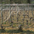 CIEURAC - Domaine de HAUTE-SERRE : les vignobles (appellation CAHORS)    