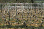 CIEURAC - Domaine de HAUTE-SERRE : les vignobles (appellation CAHORS)    