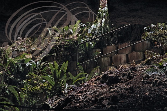 BACH - Parc Naturel Régional des Causses du Quercy - Causse de Limogne -  Phosphatières du Cloup d Aural - FOUGÈRE SCOLOPENDRE ou "langue de cerf" ( Asplenium scolopendrium)