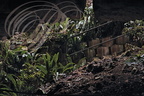 BACH - Parc Naturel Régional des Causses du Quercy - Causse de Limogne -  Phosphatières du Cloup d Aural - FOUGÈRE SCOLOPENDRE ou "langue de cerf" ( Asplenium scolopendrium)
