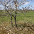 CHÊNE PUBESCENT (Quercus pubescens) - Causse de Limogne (Chêne truffier : autour du tronc, la zone sans herbe révèle la présence de truffes noires (Tuber melanosporum)