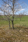 CHÊNE PUBESCENT (Quercus pubescens) - Causse de Limogne (Chêne truffier : autour du tronc, la zone sans herbe révèle la présence de truffes noires (Tuber melanosporum)