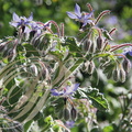 BOURRACHE (Borrago officinalis) - fleurs