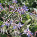 BOURRACHE (Borrago officinalis) - fleurs butinées par une abeille