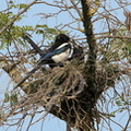PIE BAVARDE (Pica pica) - construction du nid dans un robinier (1)