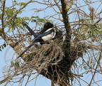 PIE BAVARDE (Pica pica) - construction du nid dans un robinier (1)