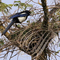 PIE BAVARDE (Pica pica) - construction du nid (1)