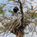 PIE BAVARDE (Pica pica) - construction du nid (1) - apport d'une brindille