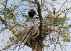 PIE BAVARDE (Pica pica) - construction du nid (1) - apport d'une brindille