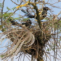 PIE BAVARDE (Pica pica) - construction du nid (2) par le couple