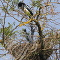 PIE BAVARDE (Pica pica) - construction du nid (2) par le couple