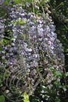 GLYCINE DU JAPON (Wisteria floribunda)
