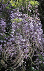 GLYCINE DU JAPON (Wisteria floribunda)  